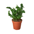 Emina Fern 4 Pot