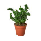 Emina Fern 4 Pot