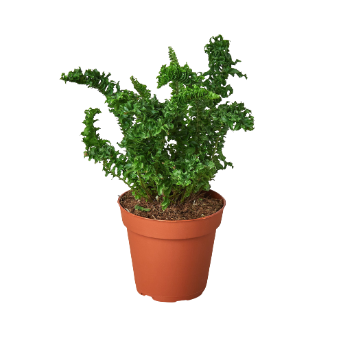 Emina Fern 4 Pot