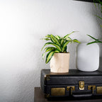 Deep Space Planter