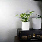 Desert Scape Planter