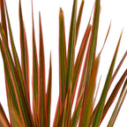 Dracaena Colorama