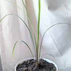 Dracaena Indivisa 'Spike' Seeds