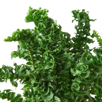Emina Fern 4 Pot