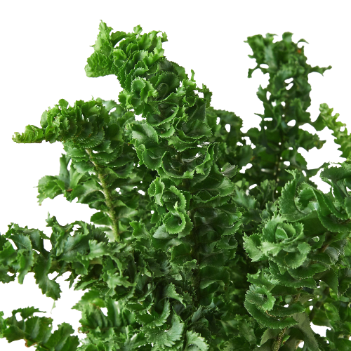 Emina Fern 4 Pot