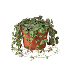 Succulent String Of Hearts