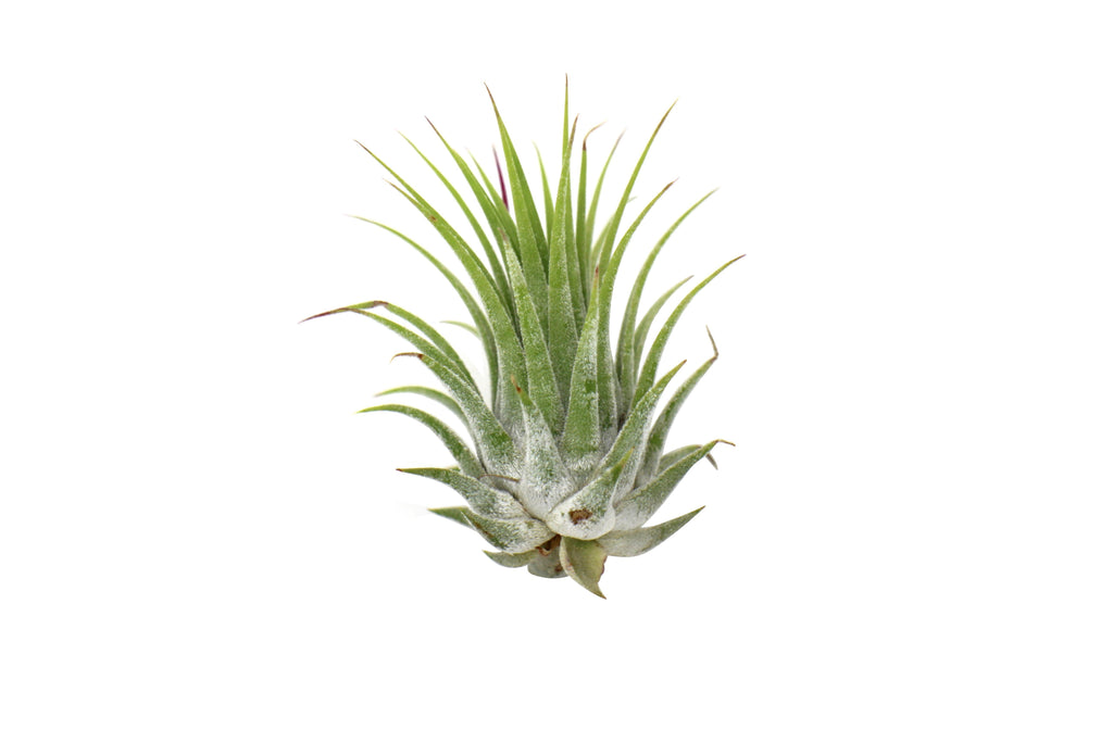 Tillandsia Air Plant Ionantha 25 Pack