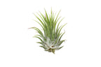 Tillandsia Air Plant Ionantha 25 Pack