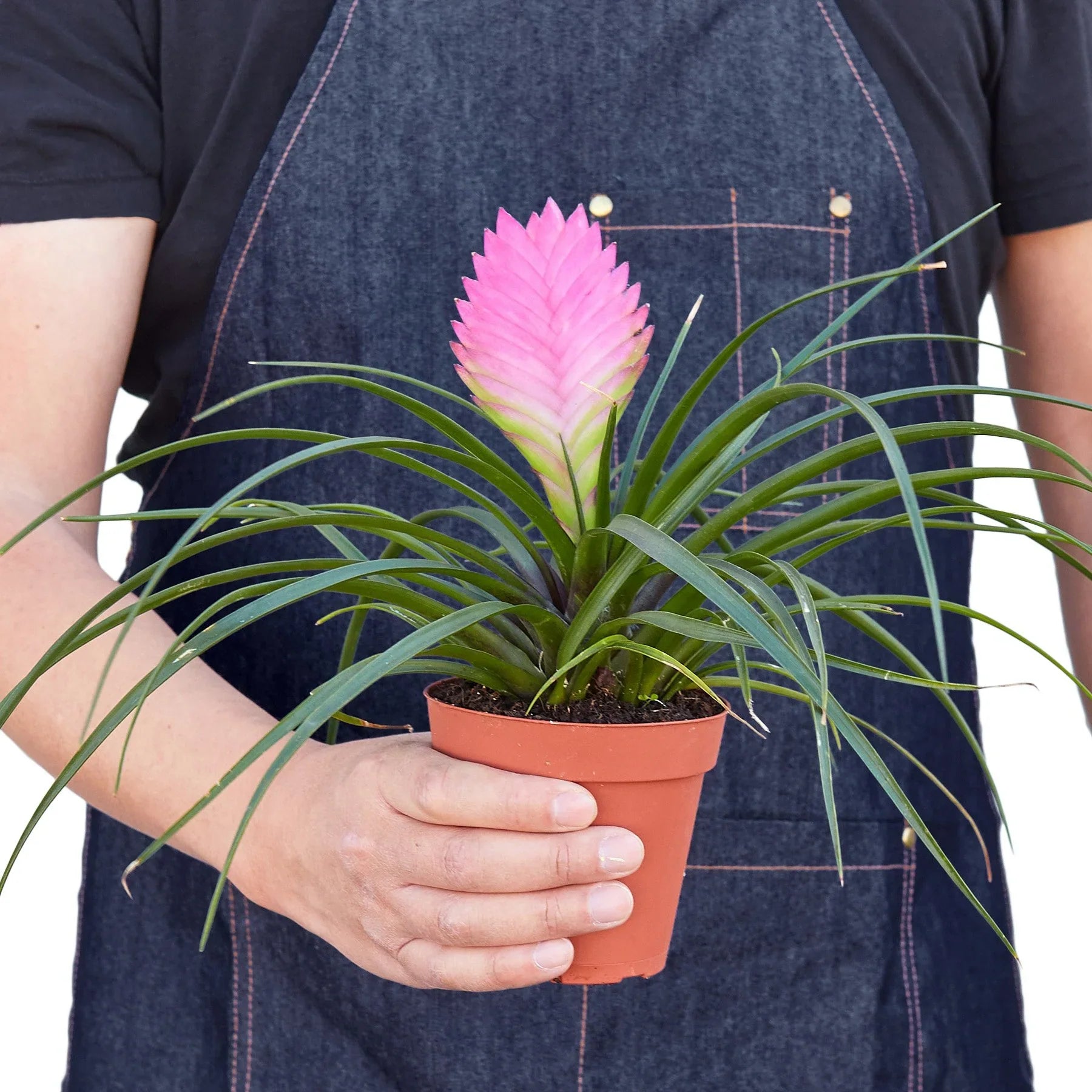 Bromeliad Cyanea Pink Quill