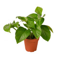Pothos Green Queen