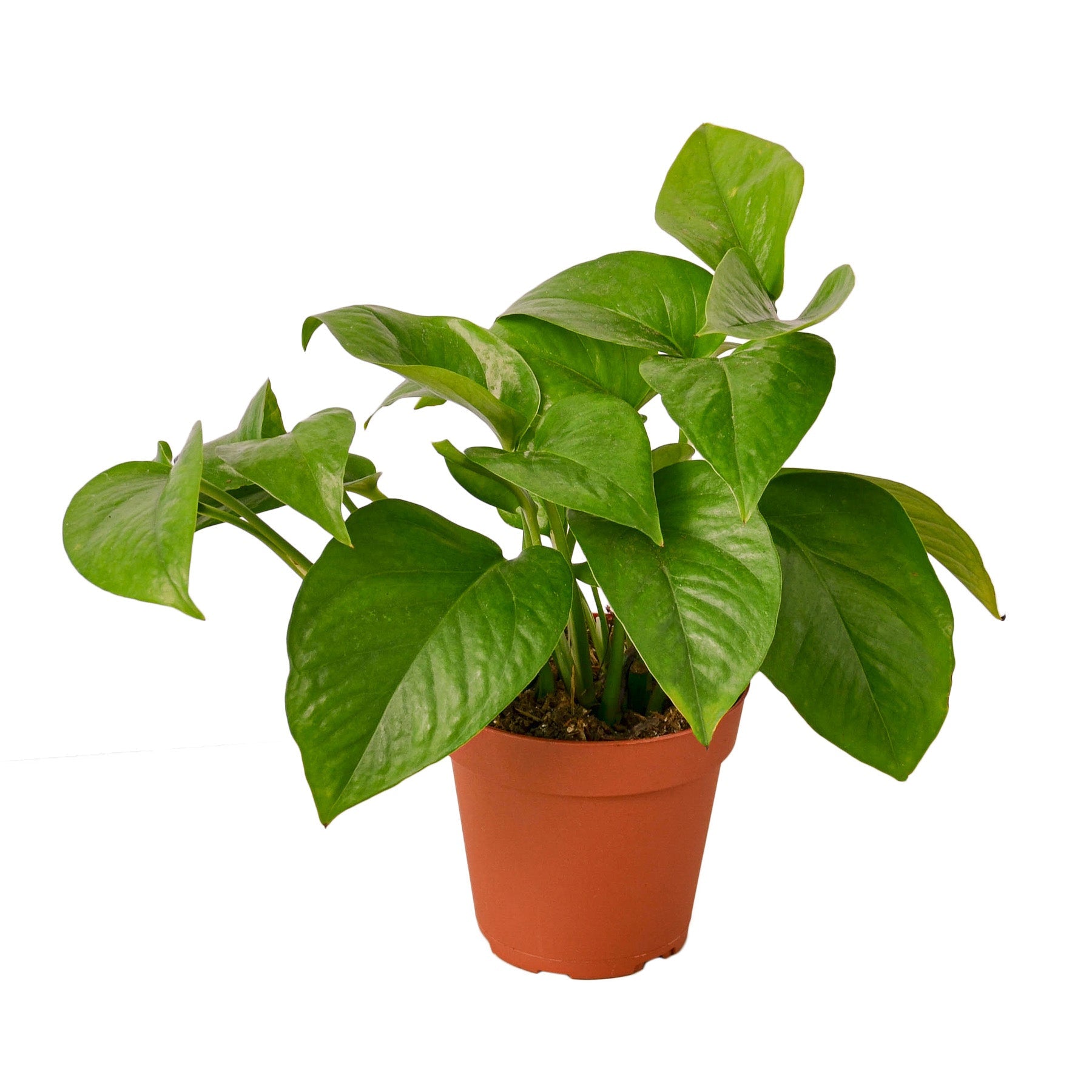 Pothos Green Queen