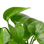 Pothos Green Queen