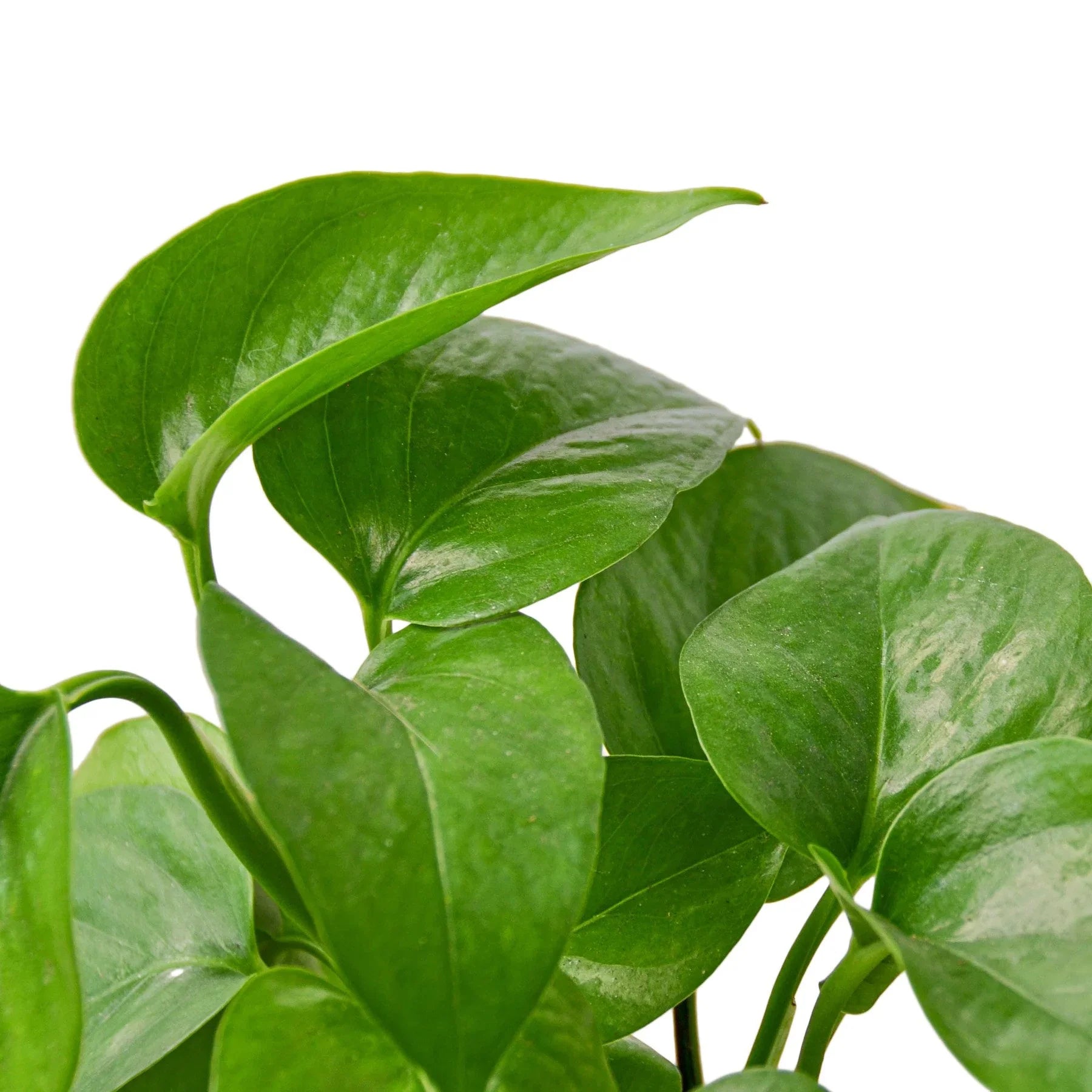Pothos Green Queen