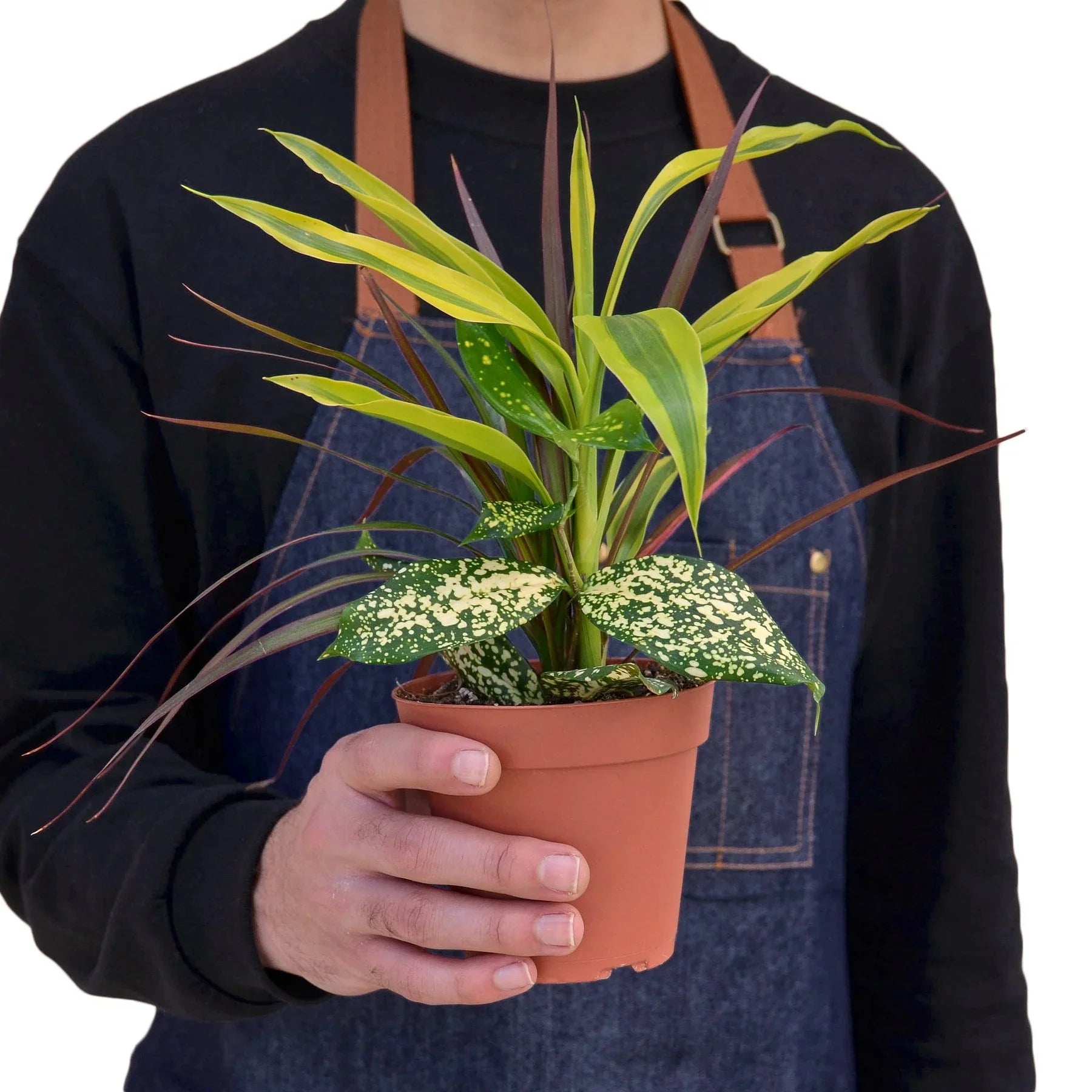 Dracaena Combo