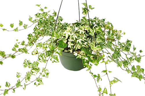 English Ivy Kolibre