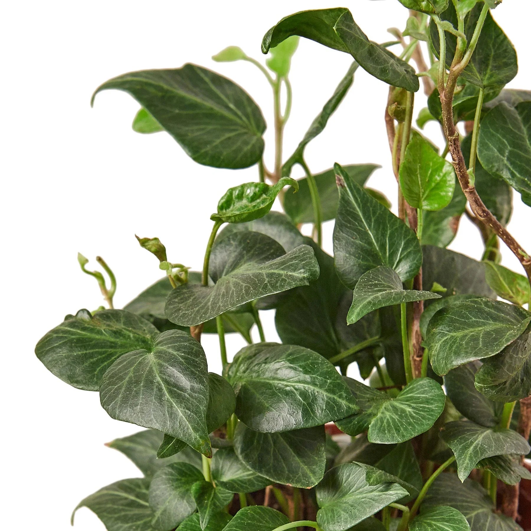 English Ivy Heart