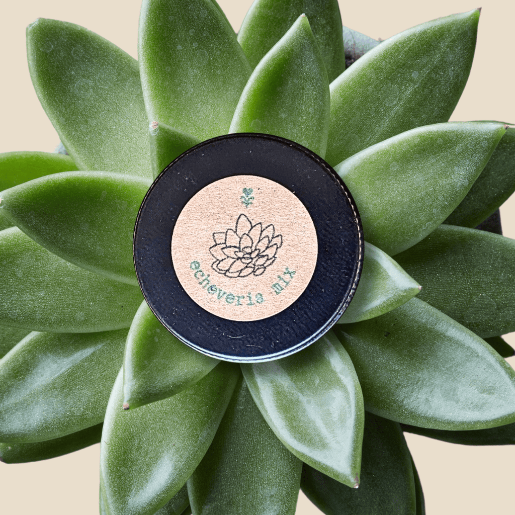 Echeveria Mix Seeds