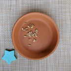 Echinacea Seeds