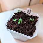 Eucalyptus Pulverulenta 'Baby Blue' Seeds