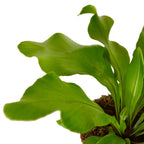 Birds Nest Nidus Fern