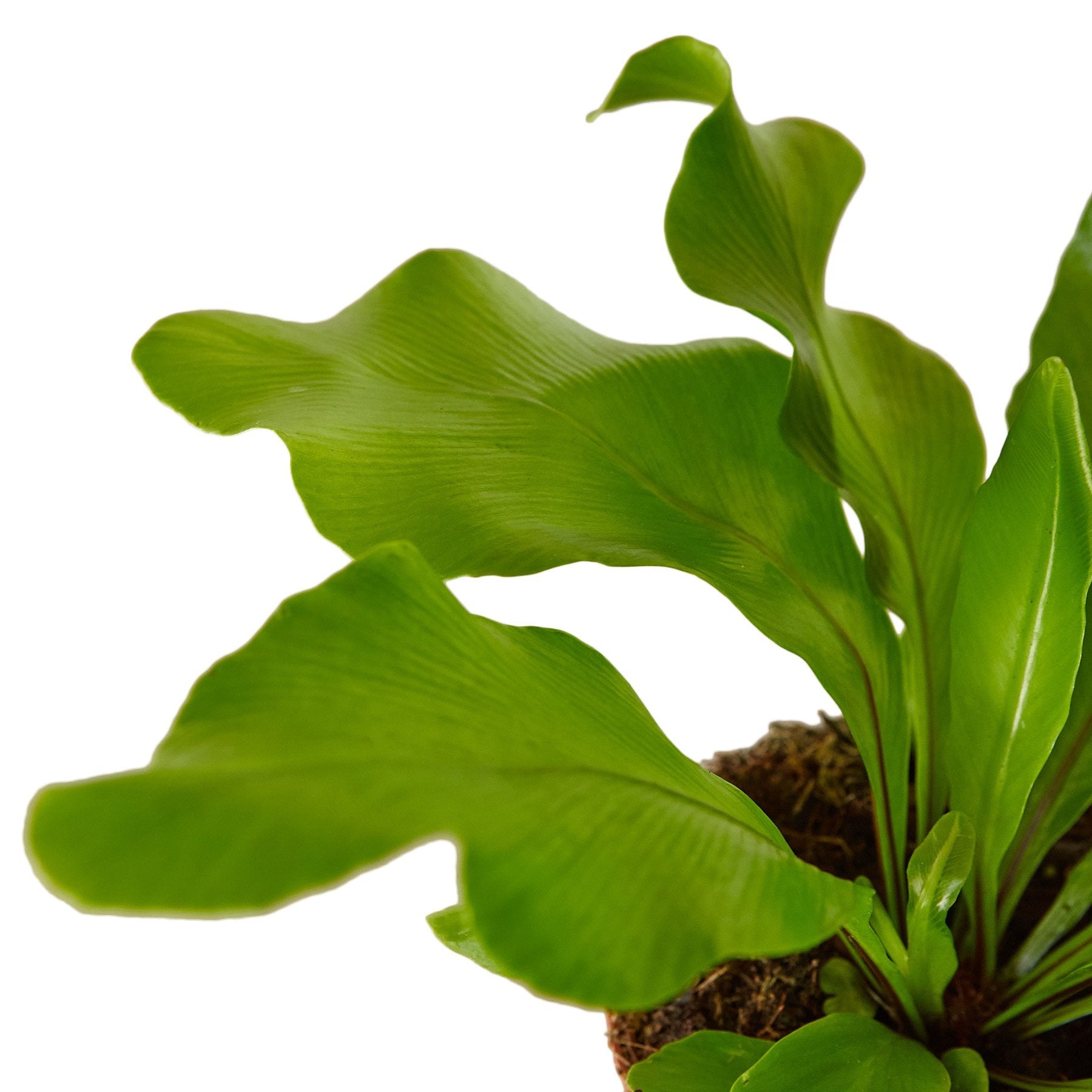 Birds Nest Nidus Fern