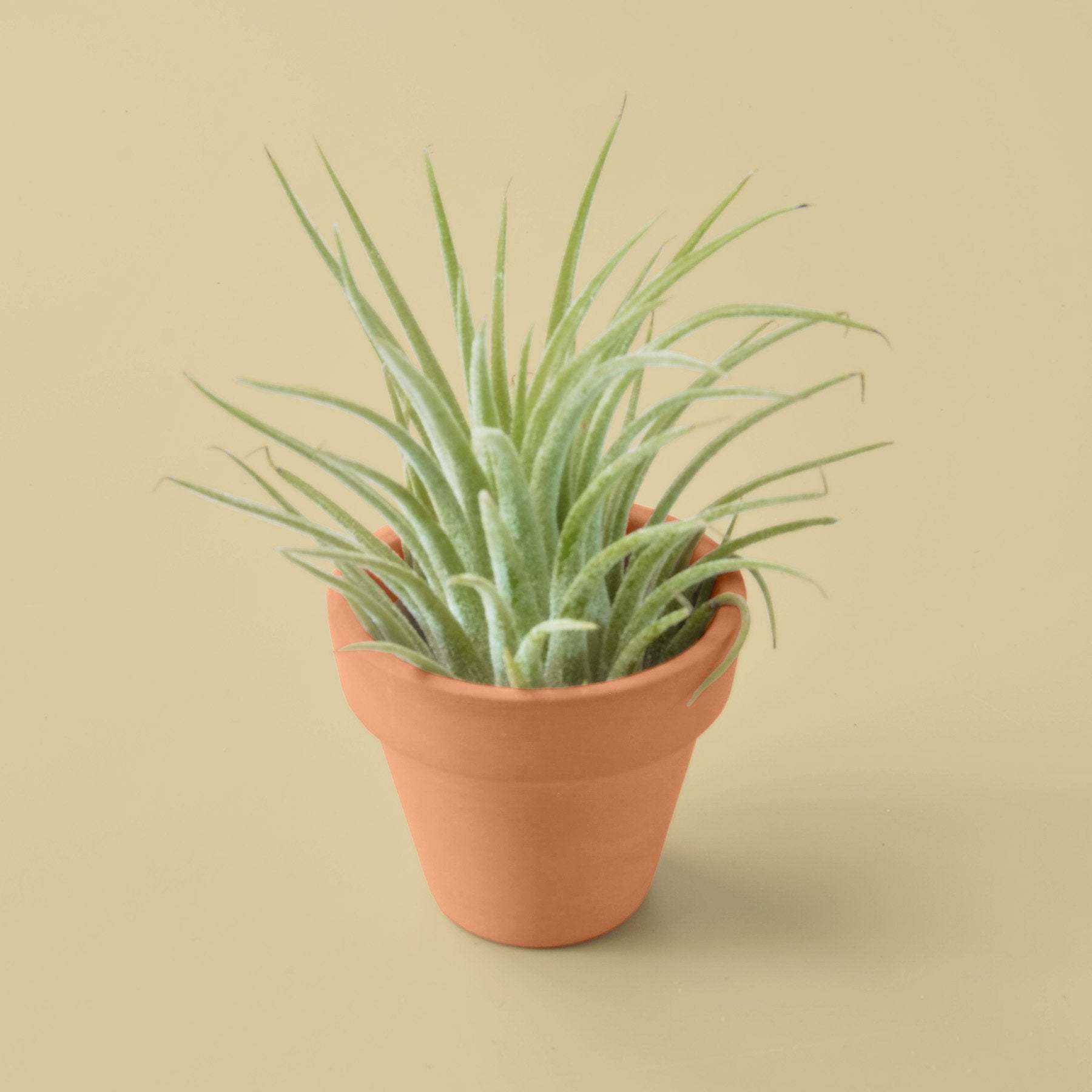Ionantha Guatemala Tillandsia Air Plant With Terra Cotta