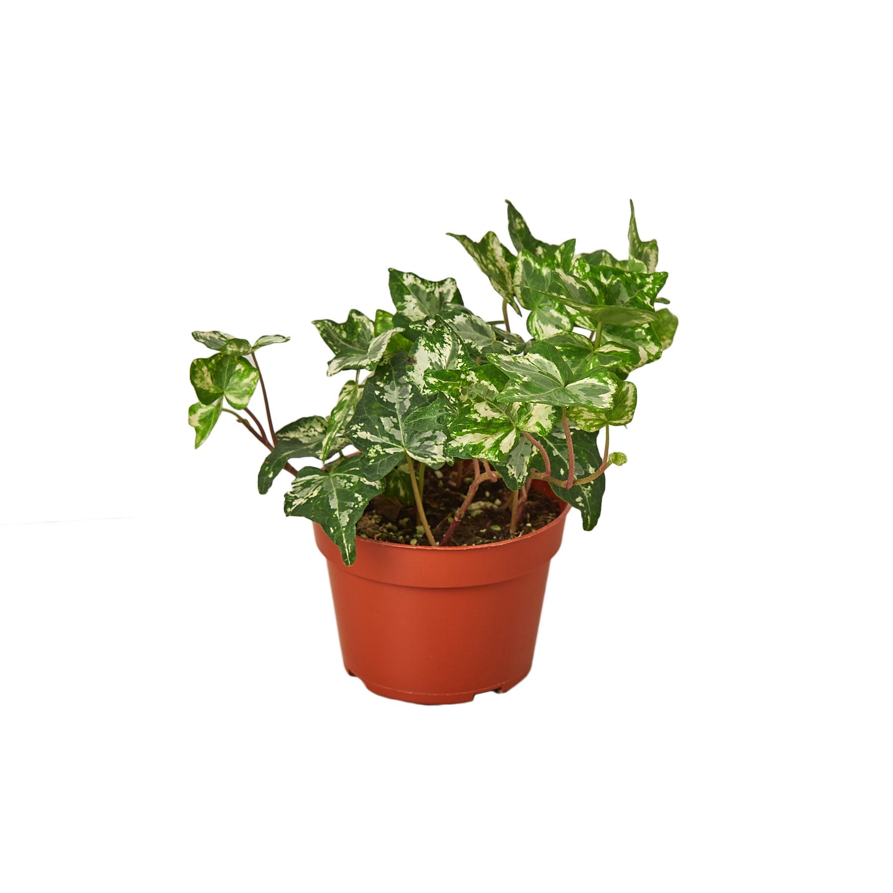 English Ivy Kolibre