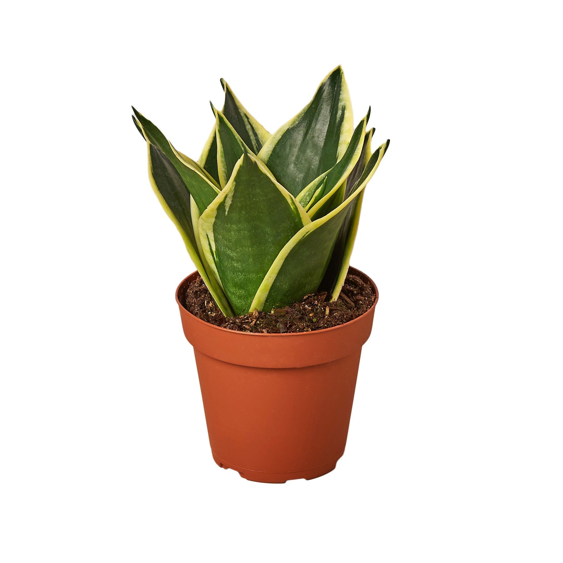 Snake Plant Black Gold Nursery Pot 4 Inch
