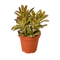 Kalanchoe Tomentosa Chocolate Soldier Succulent 4 Pot