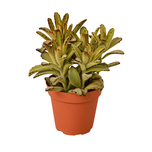 Kalanchoe Tomentosa Chocolate Soldier Succulent 4 Pot