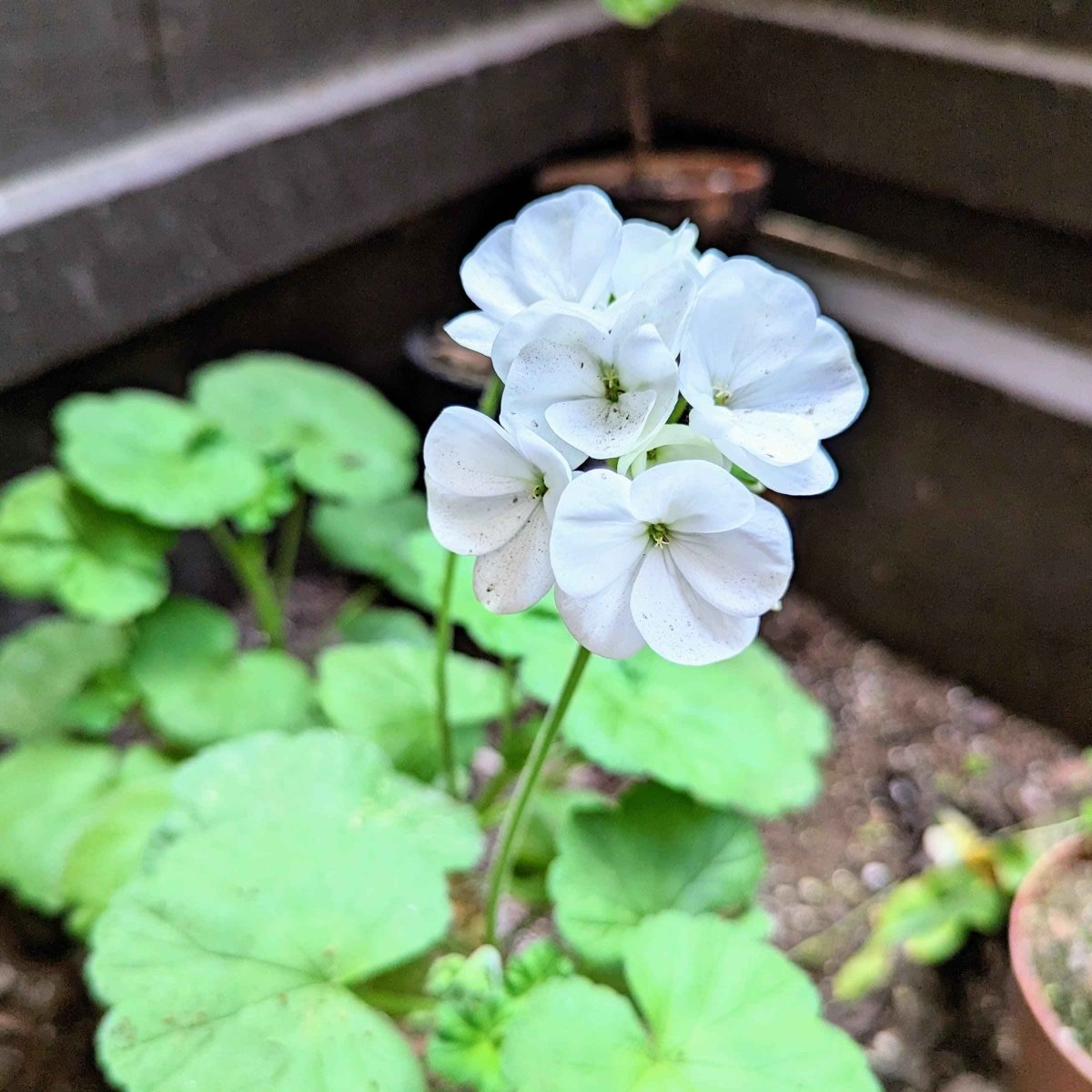 Geranium Seeds