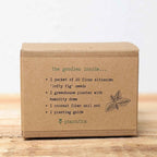 Grow a Ficus Altissima Seed Kit
