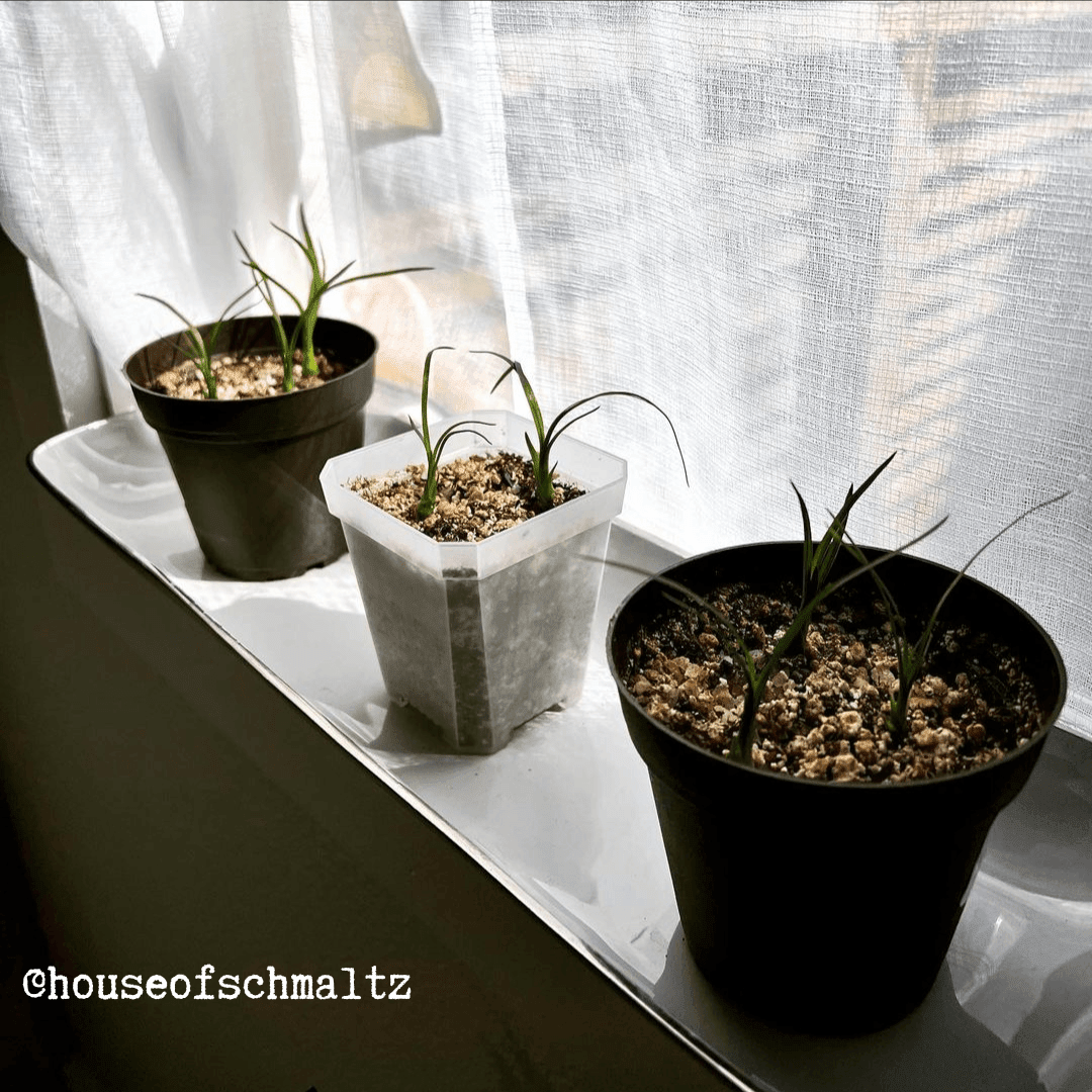 Grow a Ponytail Palm Seed Kit