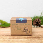 Grow an African Violet Seed Kit