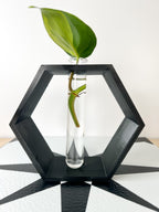 Hexagon Propagation Station
