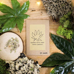 "Houseplant Adventurer" Houseplant Seed Collection