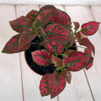 Hypoestes 'Polka Dot Plant' Seeds