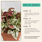 Hypoestes 'Polka Dot Plant' Seeds