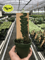 Rhaphidophora Cryptantha Shingle Plant