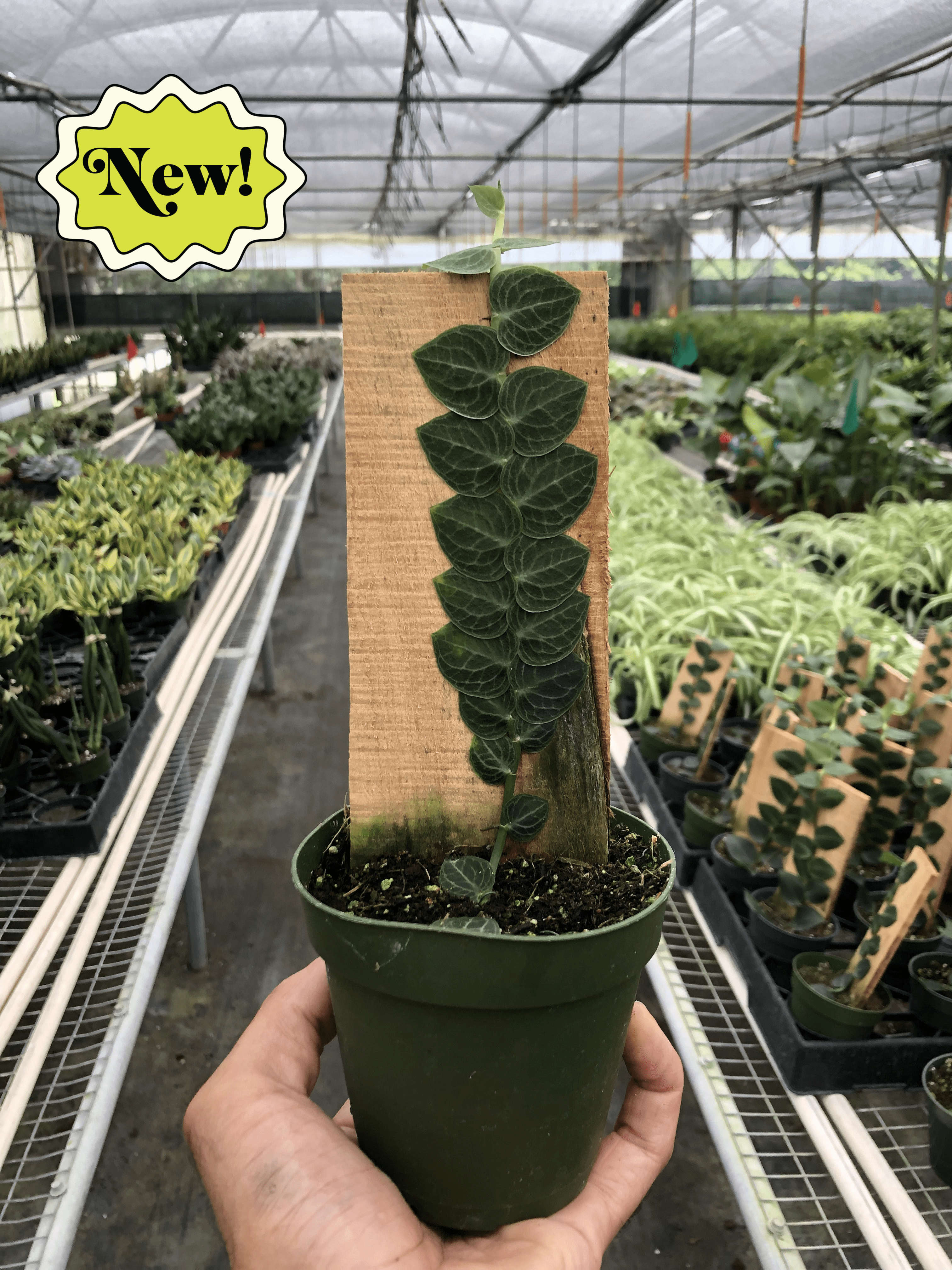 Rhaphidophora Cryptantha Shingle Plant
