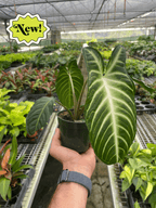 Xanthosoma Lendenii