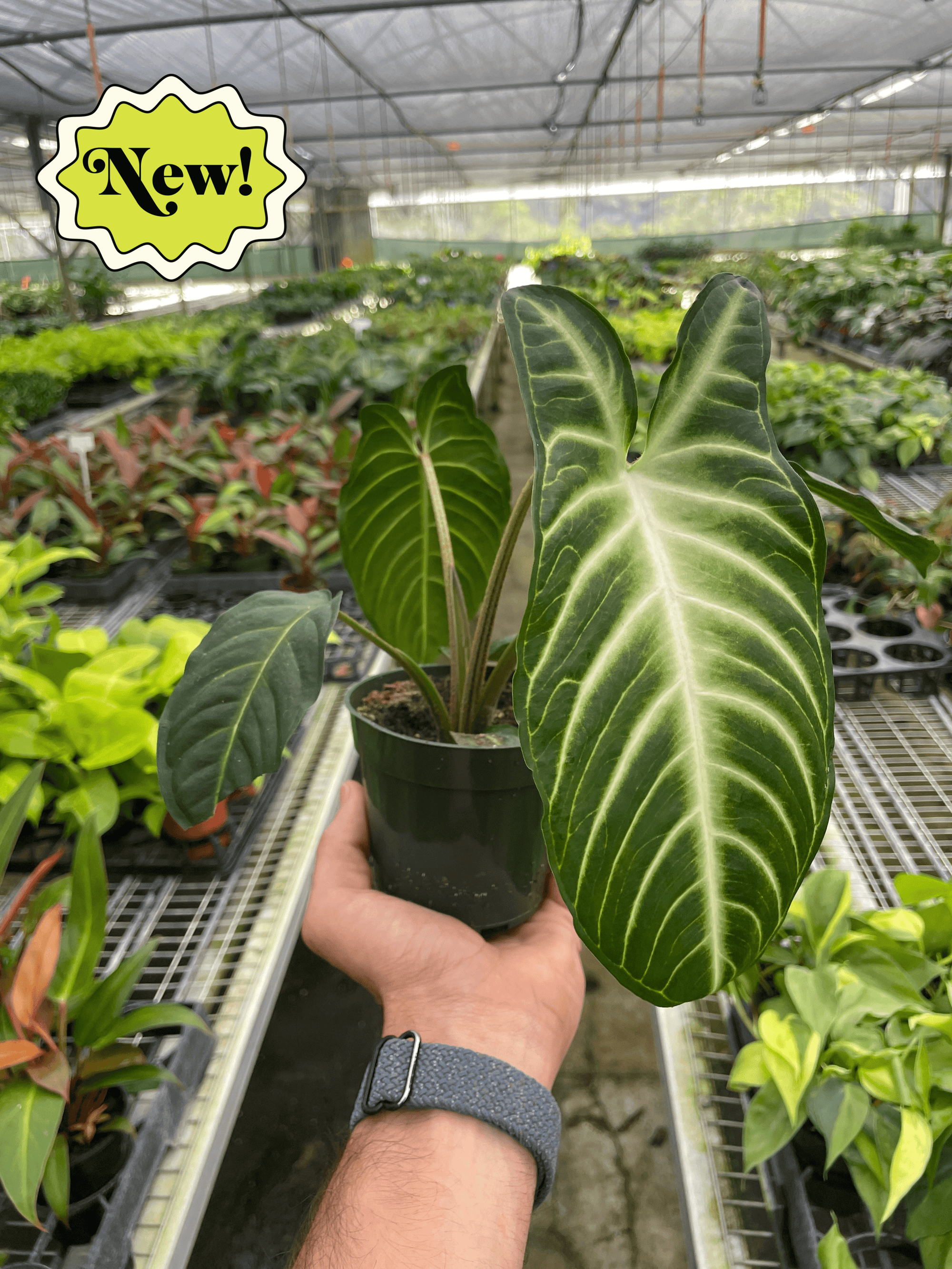 Xanthosoma Lendenii