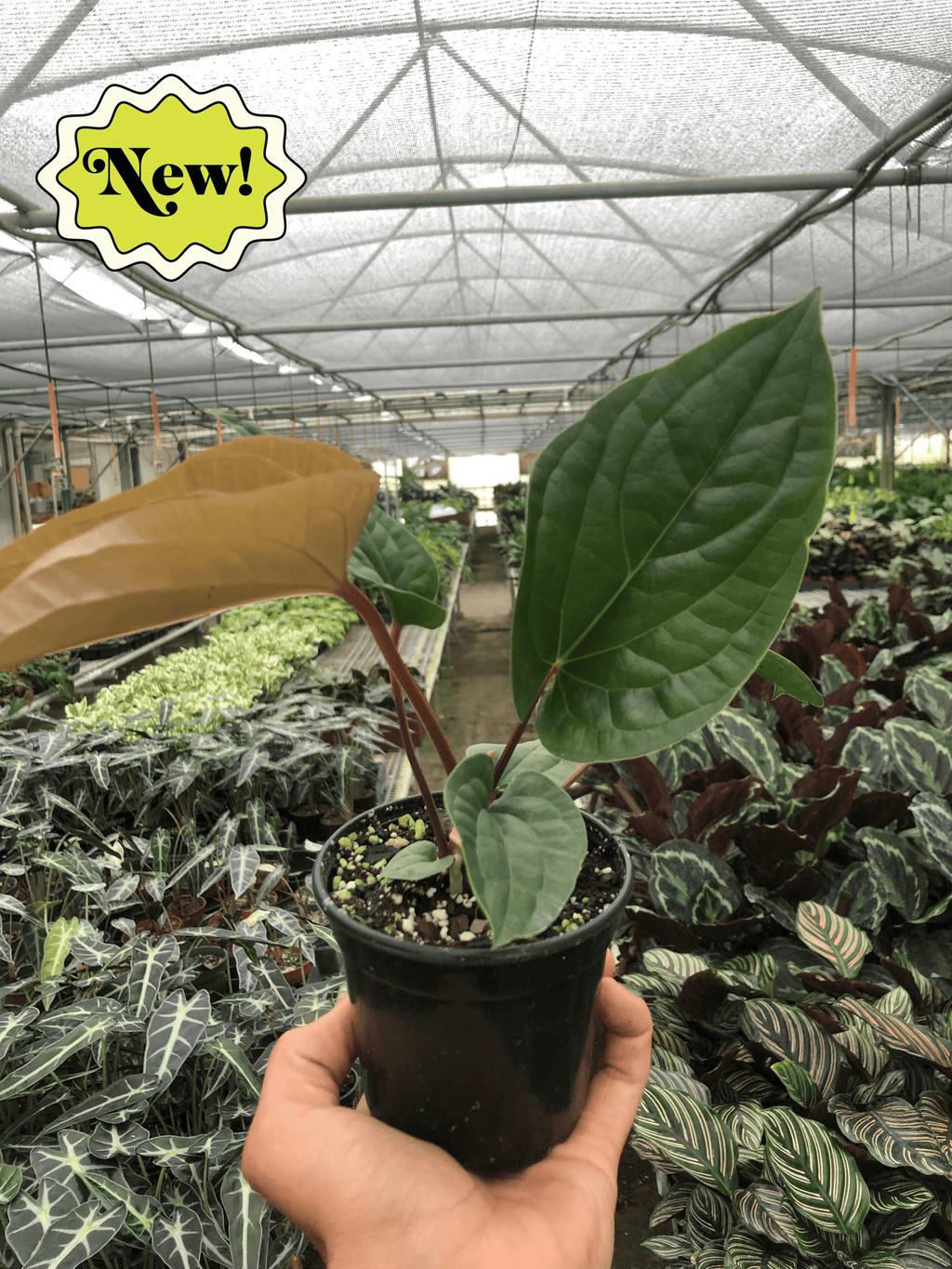 Anthurium Radicans X Luxurians