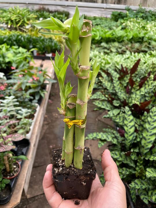 Dracaena Lucky Bamboo