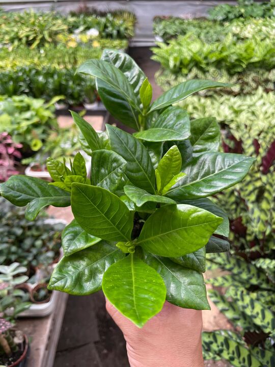 Gardenia Bush