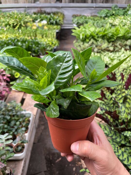 Gardenia Bush