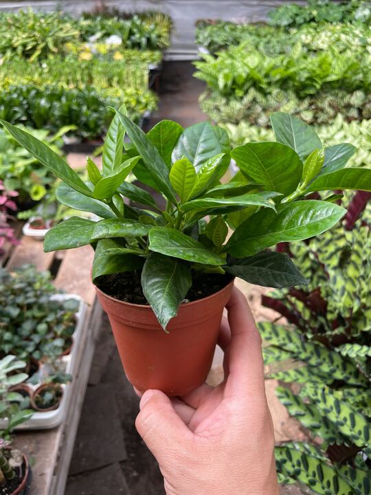 Gardenia Bush
