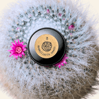 Mammillaria mix "Pincushion Cactus" Seeds