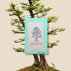 Metasequoia Glyptostroboides 'Dawn Redwood' Seeds