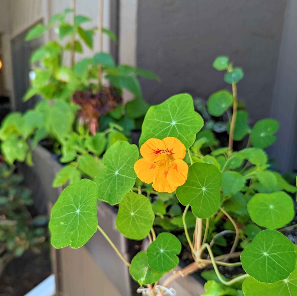Nasturtium Seeds